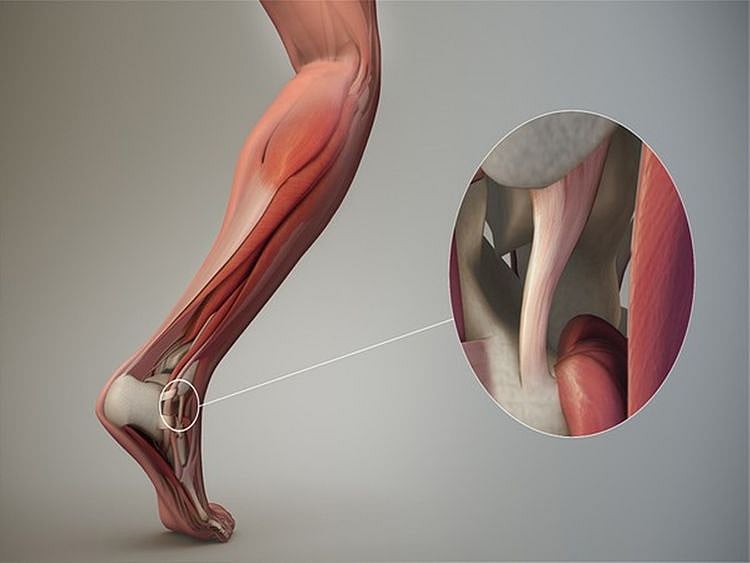 Tendon stem cells can revolutionise injury recovery