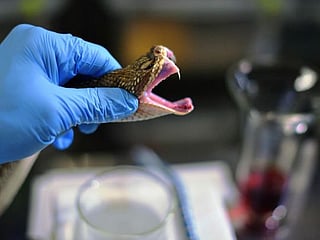 Brazil milks deadly snakes for their life-saving venom