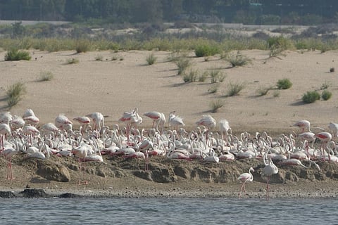 4,000 flamingos return home to UAE for winter