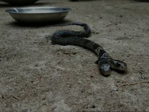 Image of the snake found in Bengal