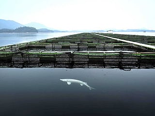 Caviar 'queen': Chinese roe reigns around the world