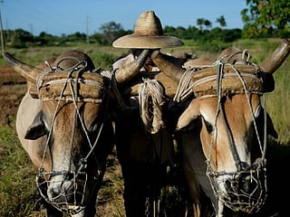 Oxen and horses put back to work in Cuba