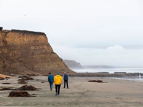 Evan Goldsholle of Los Angeles, Gary Goldsholle (C) of Potomac, Maryland, and Gerry Goldsholle (R) of Mill Valley, California walk along the coast in search of the innkeeper worm, at Drakes Beach in Inverness, California on December 13, 2019. 