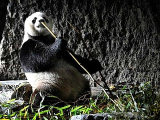 Yearender 2019: Best animal pictures