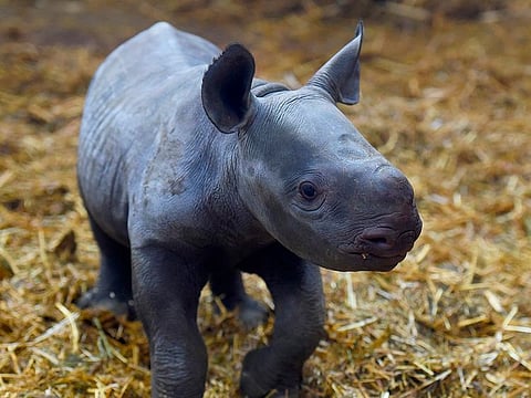 A black rhinoceros calf stands in its pen on December 19, 2019, at the Bassin d'Arcachon Zoo in La Teste-de-Buch, southwestern France. 