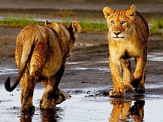 Amazing pictures: A walk on the wild side in Africa