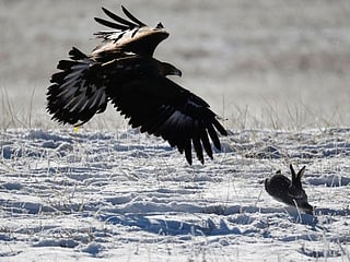 Photos: Eagle hunting contest keeps ancient tradition alive in Kazakhstan