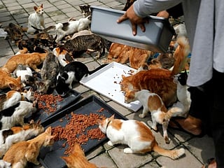 Photos: Indonesian housewife tackles homelessness for 250 feral cats