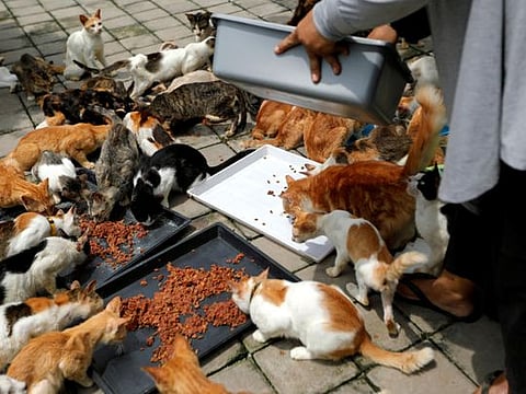 Photos: Indonesian housewife tackles homelessness for 250 feral cats