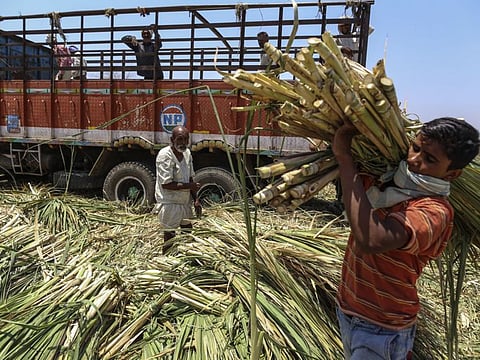 labourers unload sugercane grass at cattle shelter in Palwan village in Beed district in Maharashtra, India, on Friday, Apr. 15, 2016. Photographer: Dhiraj Singh/Bloomberg