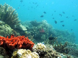 Palau bans 'reef-toxic' sunscreen