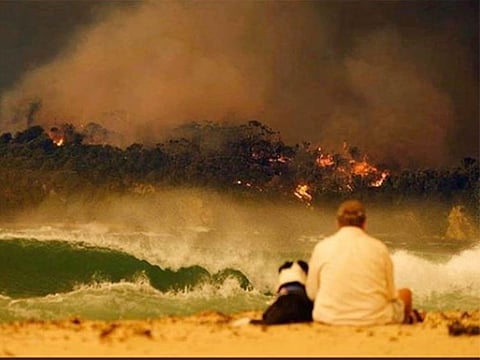 David Warner shared this horrific picture of a person with a dog watching the devastating forest fire on his Instagram page. 