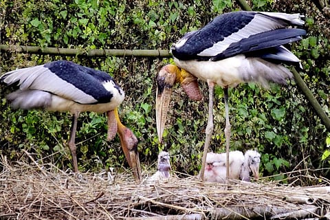 A pair of Greater Adjutant Storks with their newborn chick inside their enclosure at the Botanical Garden in Guwahati on Thursday.