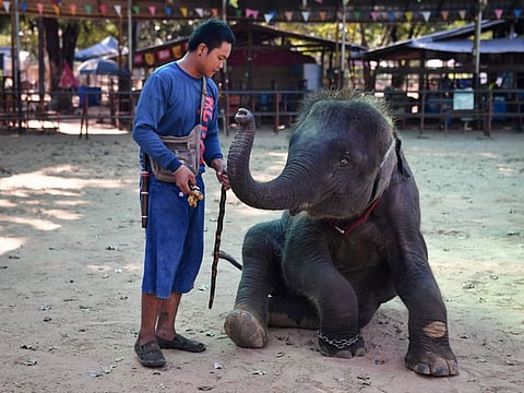 Baby elephant Ploy training to perform tricks at the Ban Ta Klang elephant village in the northeastern Thai province of Surin.  