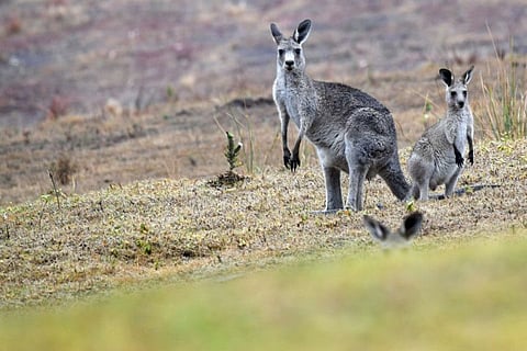 Though kangaroos are protected in Australia, the most common species are not endangered. For illustrative purposes only.
