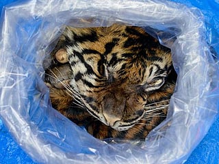 Indonesian arrested selling Sumatran tiger skin