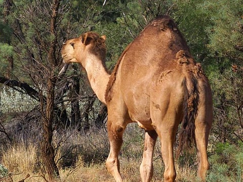A feral camel searches for food near the dry Ross River 85 kms west of Alice Springs on January 9, 1999, as Australians consider saving the planet by eating kangaroos and wild camels.