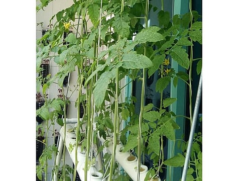 Aquaponic farming