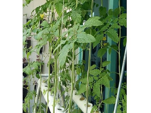 Aquaponic farming