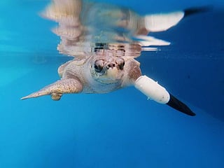 Thailand helps sea turtle swim again with prosthetic flippers 