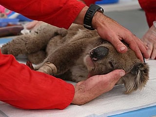 Makeshift koala hospital scrambles to save dozens injured in bushfires  