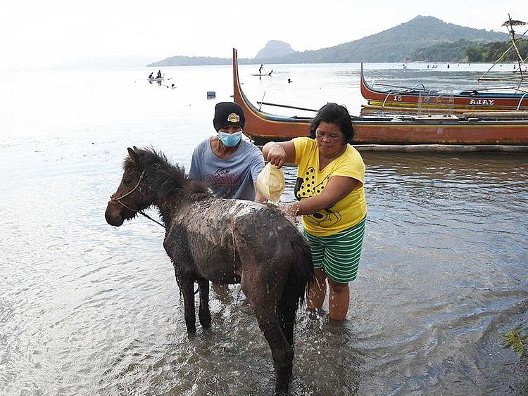 190115 ash covered horses