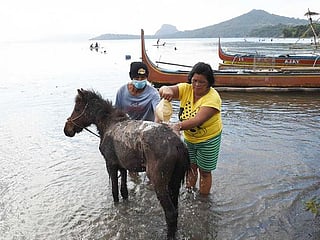 Watch: Risking lives to rescue horses in Philippine volcano 'no man's land'  