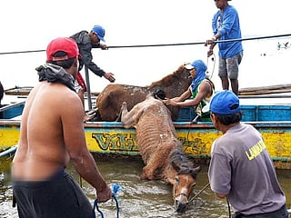 Volunteers provide food, aid to abandoned animals near Taal Volcano