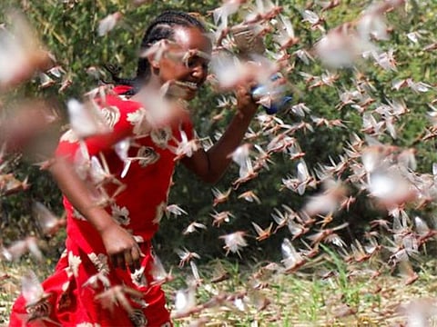  A study published in the journal Nature reveals that a pheromone emitted by locusts when they are in close proximity to others of the same kind make them swarm.
