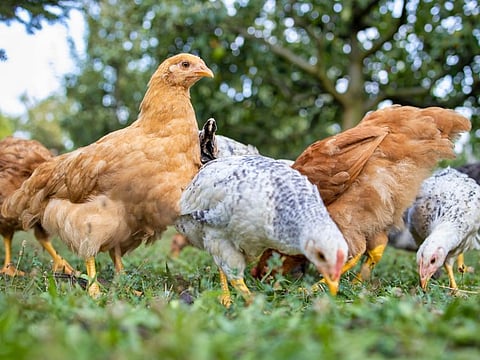 Traditional Hungarian hens on a Hungarian farm