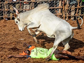 Jallikattu: Thousands gather at popular bull-taming sport in Tamil Nadu
