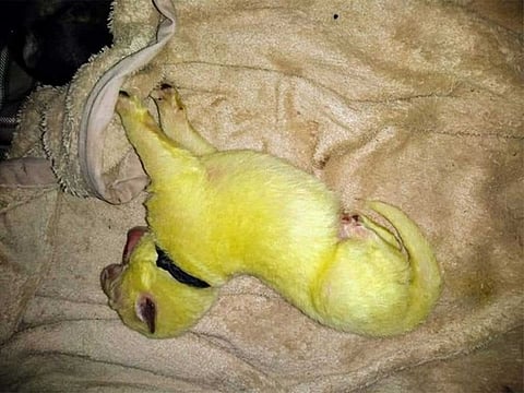 The puppy is expected to turn normal after a few baths.