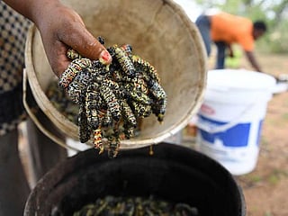 Edible caterpillars become rare in drought-hit Botswana
