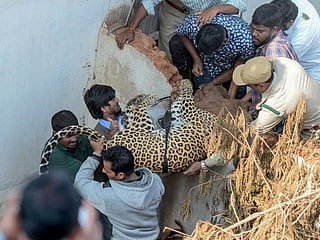 Photos: Leopard runs into house before being captured in south India