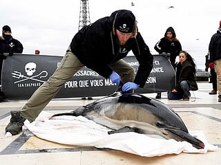 French campaigners highlight trawlers' deadly toll on dolphins