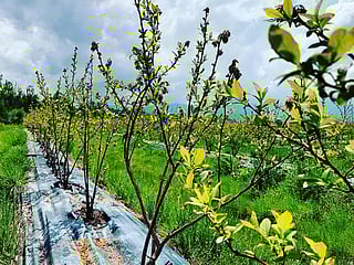 How to grow the best blueberries