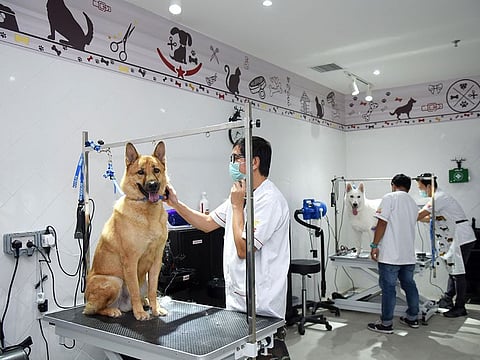 The Pet Shop Grooming & Spa team at work