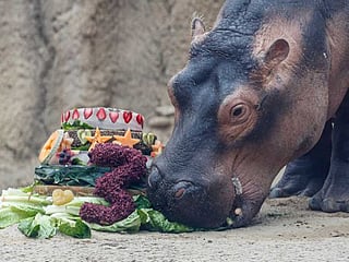 For hippo Fiona's 3rd birthday, zoo seeks aid for Australia