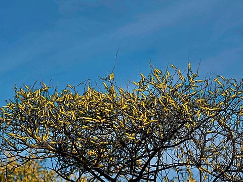 Locusts are taking over East Africa