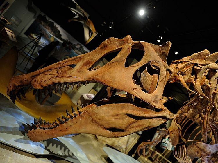 Remarkable meat-eating dinosaur species found in US