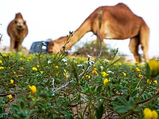 After weeks of rain, desert turns green in the UAE
