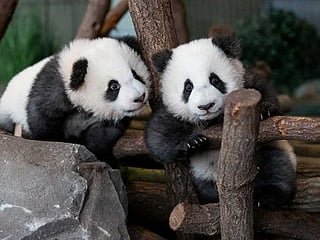 Berlin zoo's panda twins take their first public tumbles
