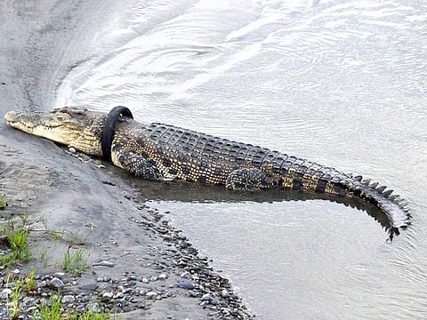 A crocodile, with a motorcycle tire around its neck, sun bathing by the riverbanks, in Palu, Central Sulawesi.