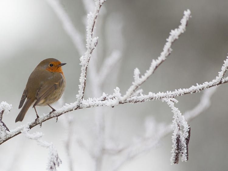 OPN 200131 BIRDS IN WINTER-1580472453697