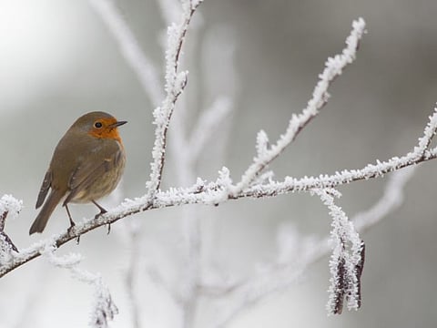 It's hard not to  fall in love with the winter season