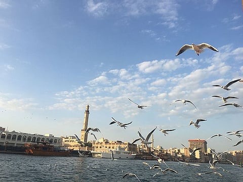 Birds enjoying the pleasant weather in Dubai 