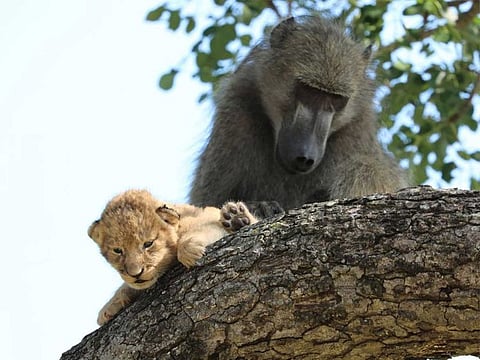 A male baboon preens a lion cub in a tree While the rest of the baboon troop settled down, the male “moved from branch to branch, grooming and carrying the cub for a long period of time,”