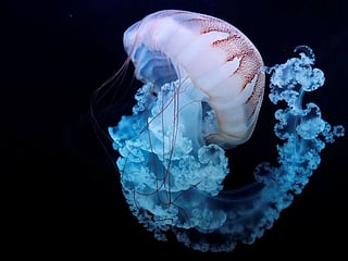 Prague now has Europe's largest jellyfish aquarium