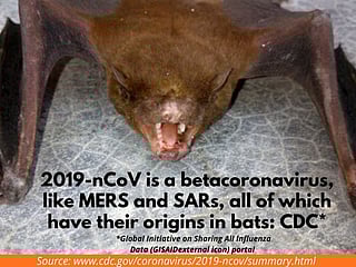 Coronavirus outbreak likely began with bats, an omen for next epidemic