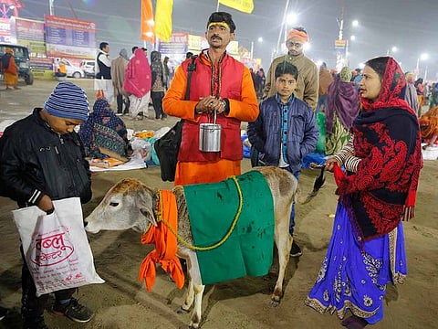A sadhu, or Hindu holy man, walks with a calf, as devout Hindus wait to offer prayers and take holy dips at Sangam, the confluence of rivers Ganges and Yamuna, on Basant Panchami day at the annual traditional fair of Magh Mela Prayagraj, India, Thursday, Jan. 30, 2020